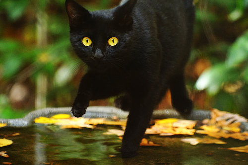 Cat on the prowl